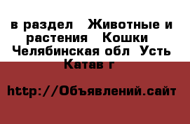  в раздел : Животные и растения » Кошки . Челябинская обл.,Усть-Катав г.